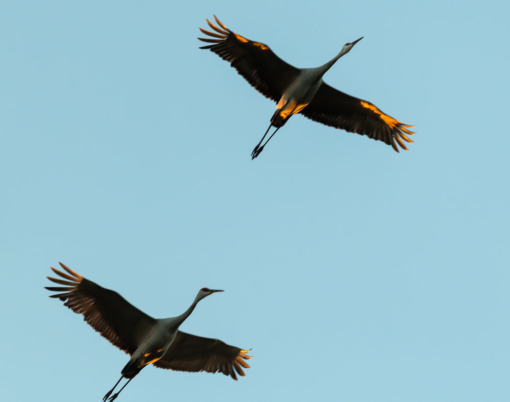 Sandhill Cranes